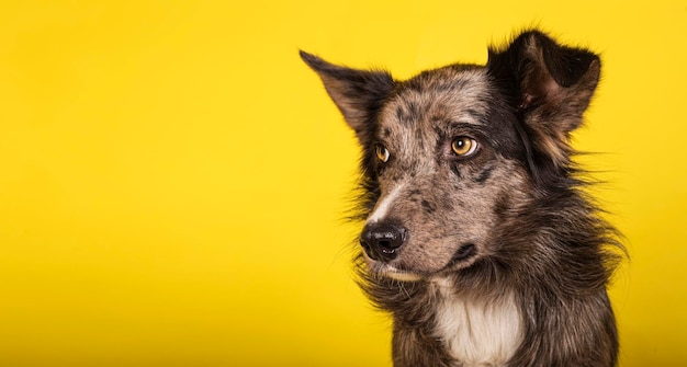 Retrato de estúdio de filhote de border collie fofo isolado em fundo amarelo com espaço para texto Copyspace Banner