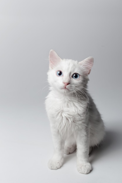 Retrato de estúdio de gatinho branco com olhos azuis sobre fundo branco