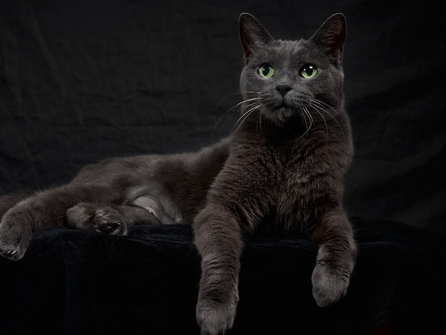 Retrato de estúdio de gato cinza escuro relaxante em fundo escuro em tom baixo