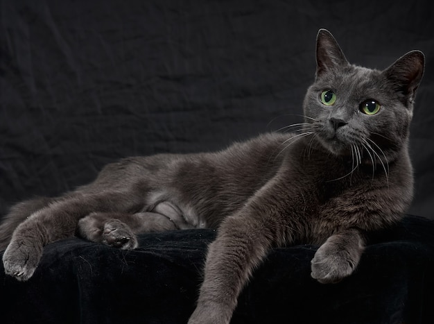 Retrato de estúdio de gato cinza escuro relaxante em fundo escuro em tom baixo