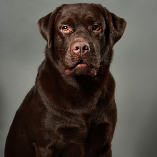 Foto retrato de estúdio de labrador retriever