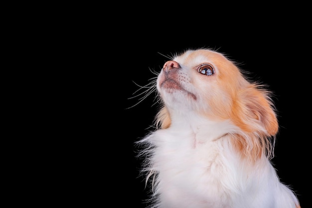 Foto retrato de estúdio de um cão de raça mini chihuahua branco com cor vermelha em fundo preto