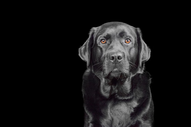 Retrato de estúdio de um cão labrador retriever de raça pura um cão de estimação em fundo preto