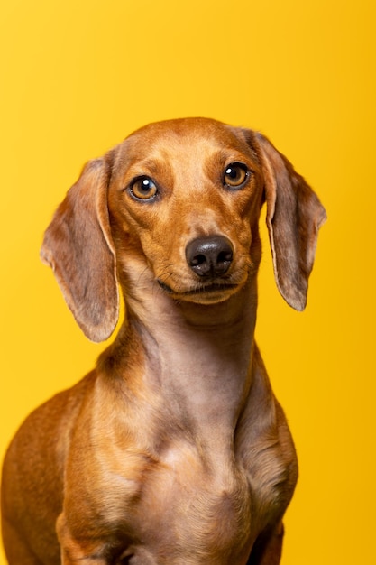 Retrato de estúdio de um dachshund em fundo amarelo