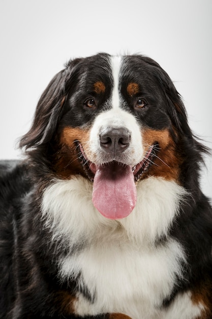 Retrato de estúdio de um expressivo Bernese Mountain Dog preto contra um fundo branco