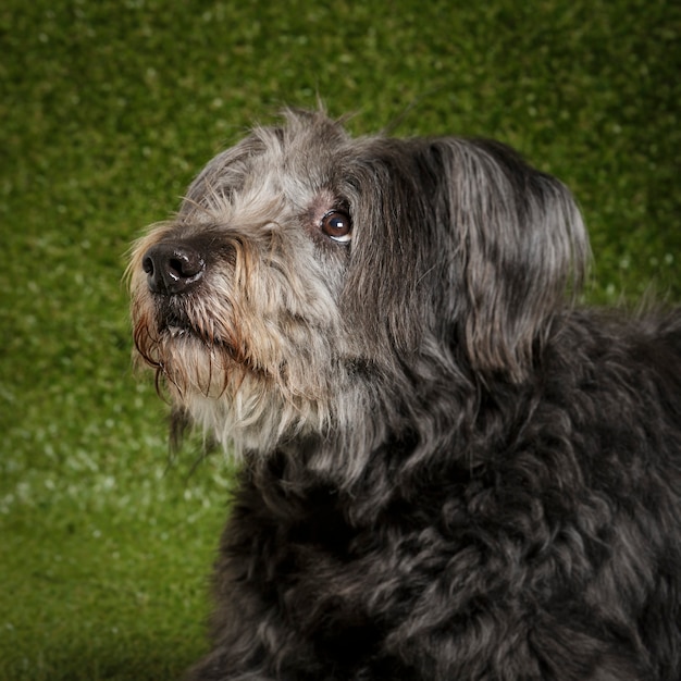 Retrato de estúdio de um expressivo cão pastor catalão chamado Gos d'Atura contra um fundo verde