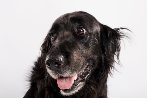 Retrato de estúdio de um expressivo cão setter inglês negro contra um fundo branco