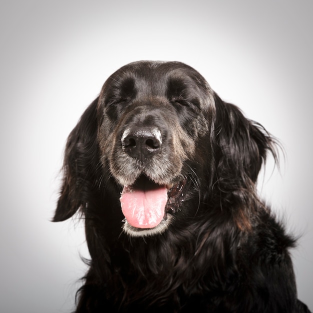 Retrato de estúdio de um expressivo cão setter inglês negro contra um fundo branco