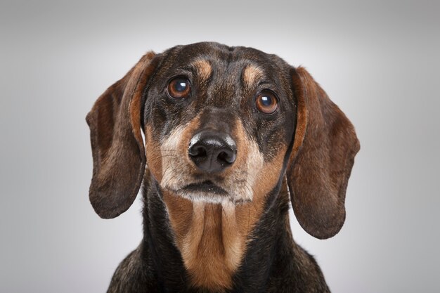 Retrato de estúdio de um expressivo cão teckel contra um fundo neutro