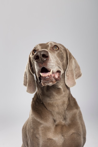 Retrato de estúdio de um expressivo cão Weimaraner contra um fundo branco