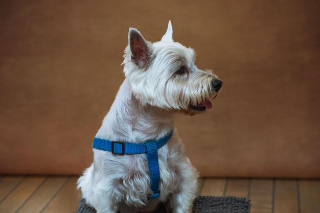 Foto retrato de estúdio de um filhote de terrier branco das montanhas ocidentais em um fundo marrom