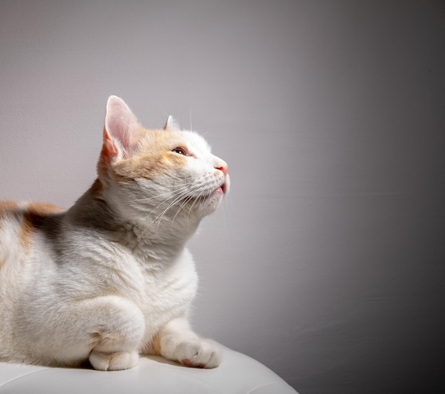 Retrato de estúdio de um gato adulto bonito olhando para cima.