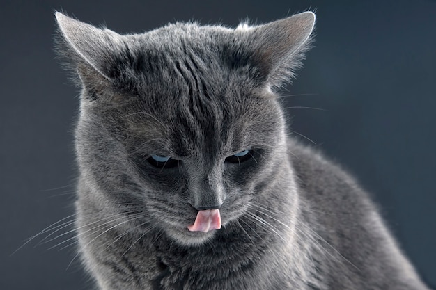 Retrato de estúdio de um gato cinza com a língua de fora