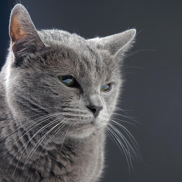 Retrato de estúdio de um lindo gato cinza em fundo escuro