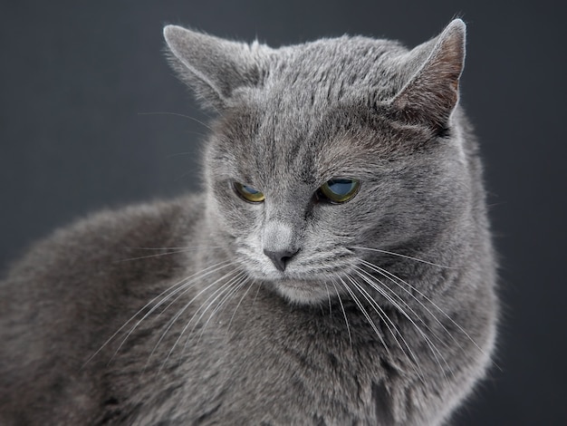 Foto retrato de estúdio de um lindo gato cinza