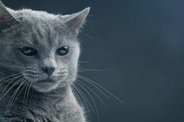 Retrato de estúdio de um lindo gato cinzento em fundo escuro. animal de estimação, mamífero, animal, predador