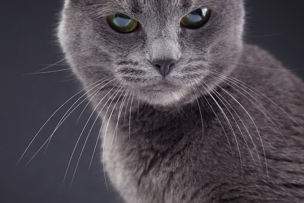 Retrato de estúdio de um lindo gato cinzento em fundo escuro. animal de estimação, mamífero, animal, predador