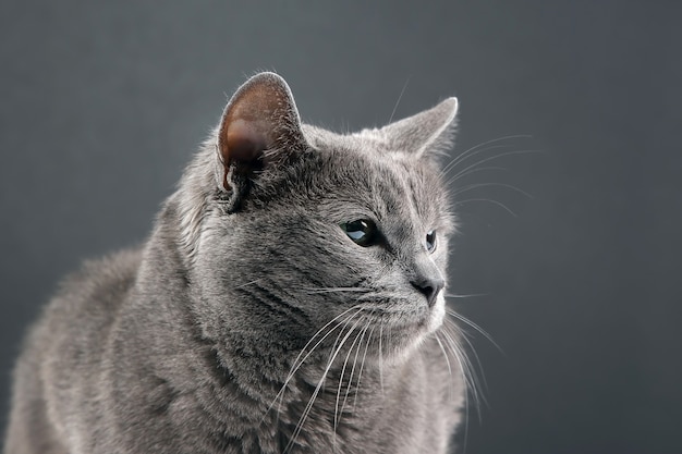 Retrato de estúdio de um lindo gato cinzento em fundo escuro. animal de estimação, mamífero, animal, predador