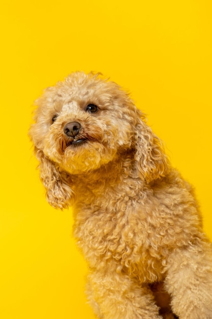 Retrato de estúdio de um poodle em fundo amarelo