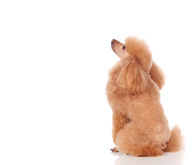 Retrato de estúdio do cachorro em um fundo branco