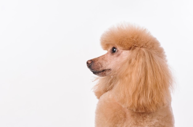 Retrato de estúdio do cachorro em um fundo branco