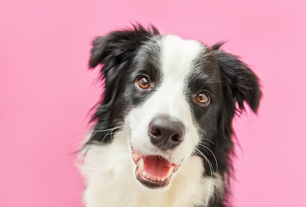 Retrato de estúdio engraçado de bonito smilling cachorro cachorro border collie isolado na rosa