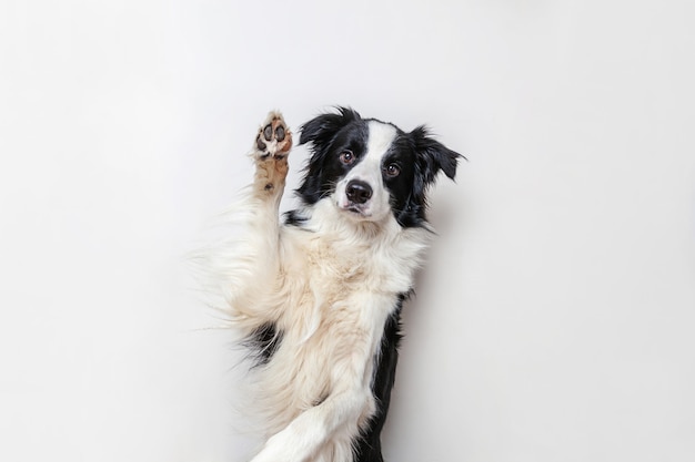 Retrato de estúdio engraçado de cãozinho sorridente fofo cão border collie isolado no fundo branco. Novo membro adorável da família cachorrinho olhando e esperando por recompensa. Conceito de vida de animais de estimação engraçados.