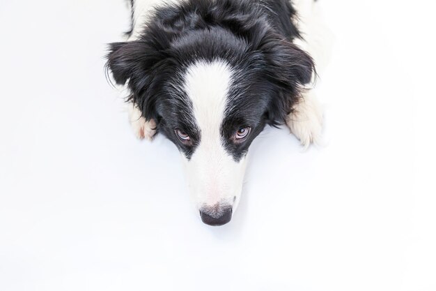 Retrato de estúdio engraçado de cãozinho sorridente fofo cão border collie isolado no fundo branco. novo membro adorável da família cachorrinho olhando e esperando por recompensa. conceito de vida de animais de estimação engraçados.