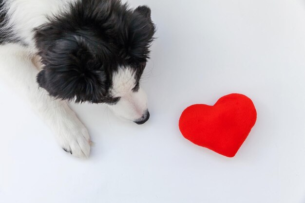 Retrato de estúdio engraçado de um cachorrinho fofo e sorridente border collie com coração vermelho isolado em fundo branco