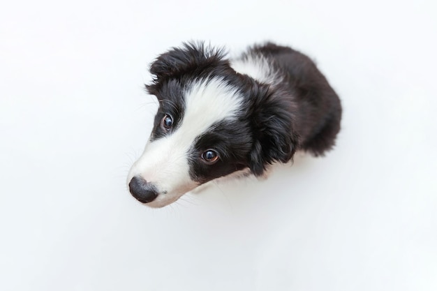 Retrato de estúdio engraçado de um cachorrinho fofo e sorridente border collie em fundo branco