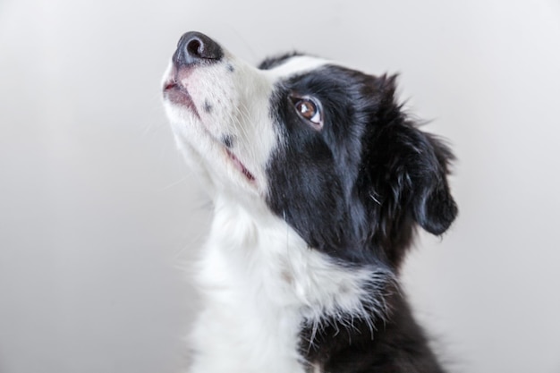Retrato de estúdio engraçado de um cachorrinho fofo e sorridente border collie em fundo branco
