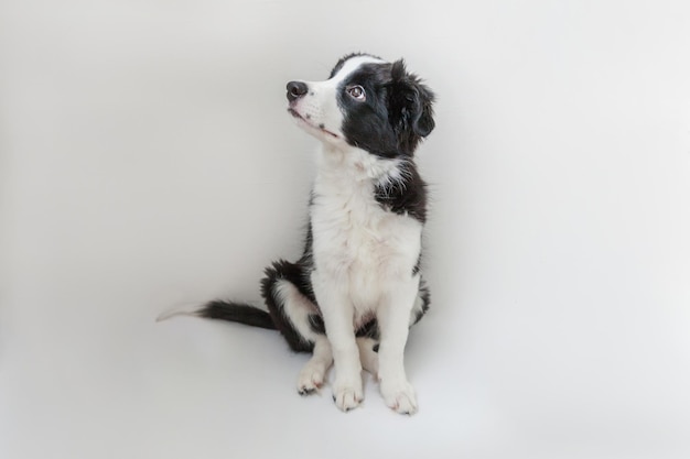 Retrato de estúdio engraçado de um cachorrinho fofo e sorridente border collie em fundo branco