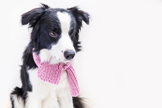 Retrato de estúdio engraçado de um filhote de cachorro lindo e sorridente, border collie, usando um lenço de roupas quentes no pescoço