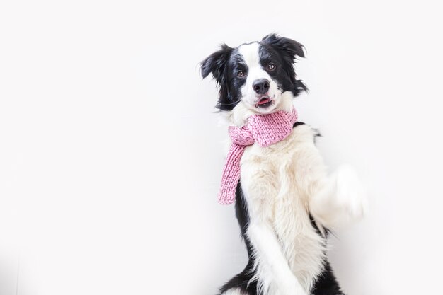 Retrato de estúdio engraçado de um filhote de cachorro lindo e sorridente, border collie, usando um lenço de roupas quentes no pescoço