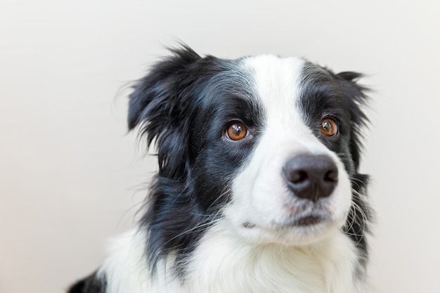 Retrato de estúdio engraçado do cãozinho sorridente e fofo border collie isolado no fundo branco