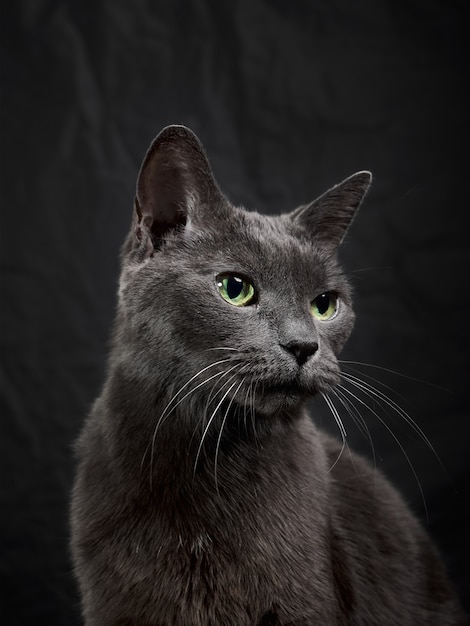 Retrato de estúdio relaxante gato cinza escuro em fundo escuro em tom baixo