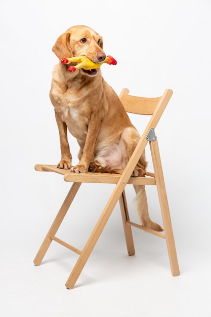 Foto retrato de estúdio vertical de um labrador retriever sentado em uma cadeira de madeira com um brinquedo nos dentes em um fundo branco