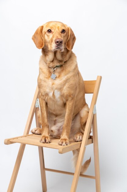Retrato de estúdio vertical de um labrador retriever sentado em uma cadeira de madeira sobre um fundo branco
