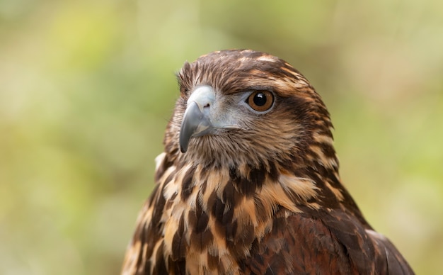 Retrato de falcão de asa de telha. cabeça de ave de rapina.