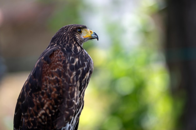 Retrato de falcão em close-up isolado em fundo natural desfocado com espaço de cópia