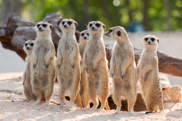 Retrato de família suricata na areia.