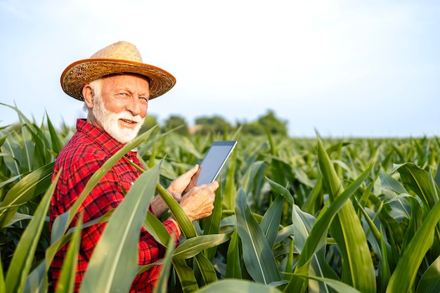 Retrato de fazendeiro caucasiano sênior com tablet digital em pé no campo de milho, olhando para a câmera