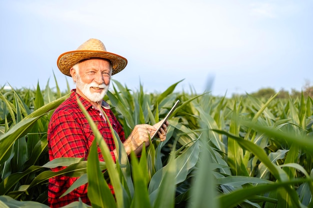 Retrato de fazendeiro caucasiano sênior com tablet digital em pé no campo de milho, olhando para a câmera