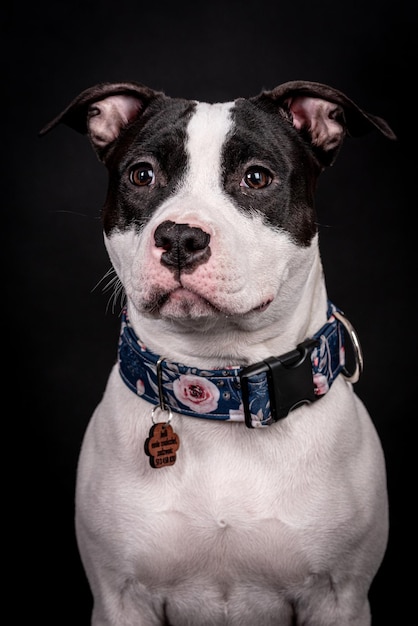 Retrato de feliz American Staffordshire Terrier (AmStaff, American Staffy), silhueta de Pitbull