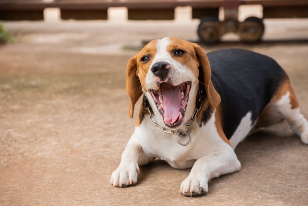 Retrato, de, filhote cachorro, beagle, cão, animal, conceito