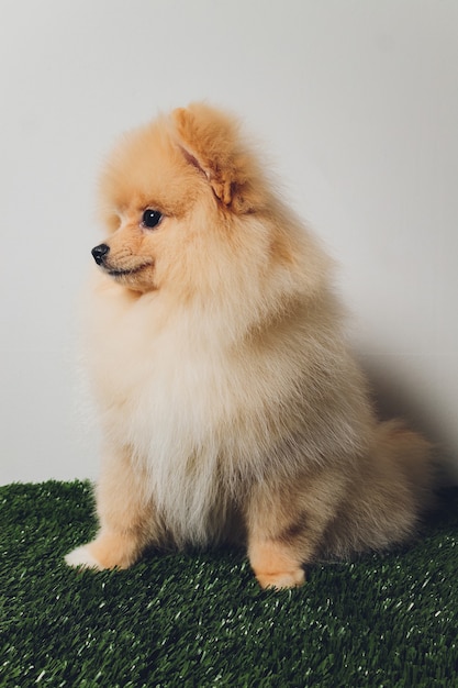 Retrato de filhote de cachorro fofo fofo de spitz da pomerânia. cachorrinho sorridente em branco