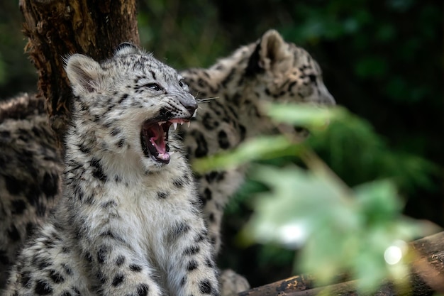Retrato de filhote de leopardo da neve Panthera uncia