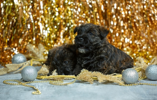 Retrato de filhotes de scottish terrier na cor dourada