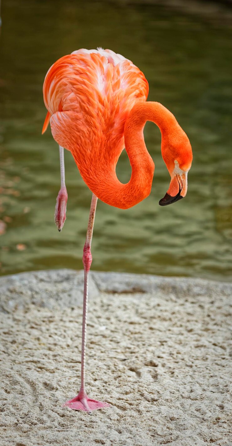 Foto retrato de flamingo mostrando a ave inteira com fundo desfocado