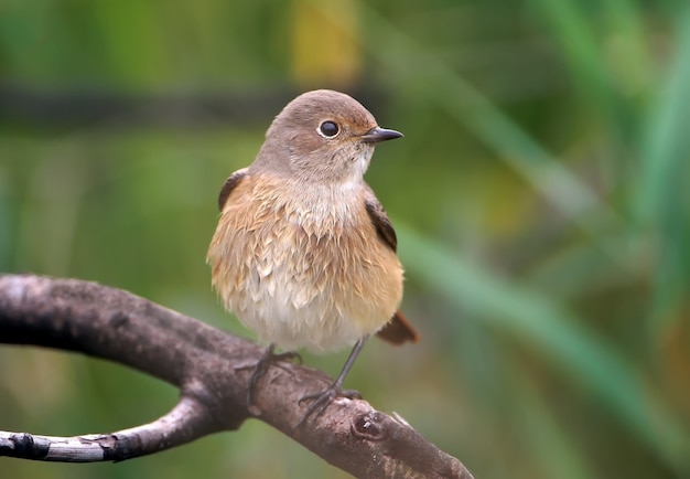 retrato de flycatcher de peito vermelho female.sits no galho.